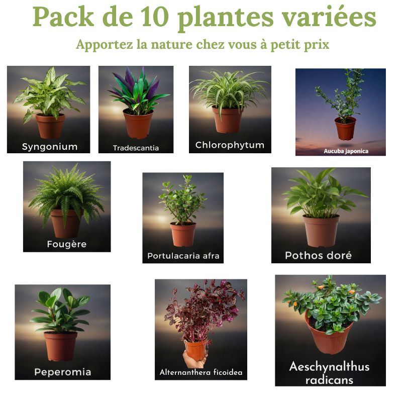 Pack GreenFlor 10 plantes