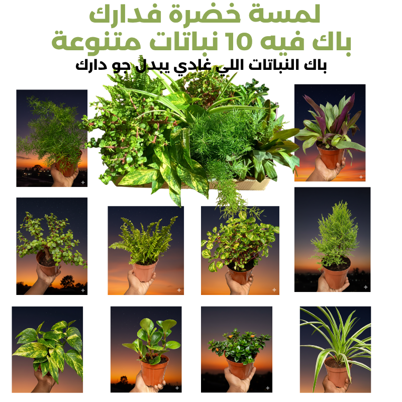 Pack GreenFlor 10 plantes